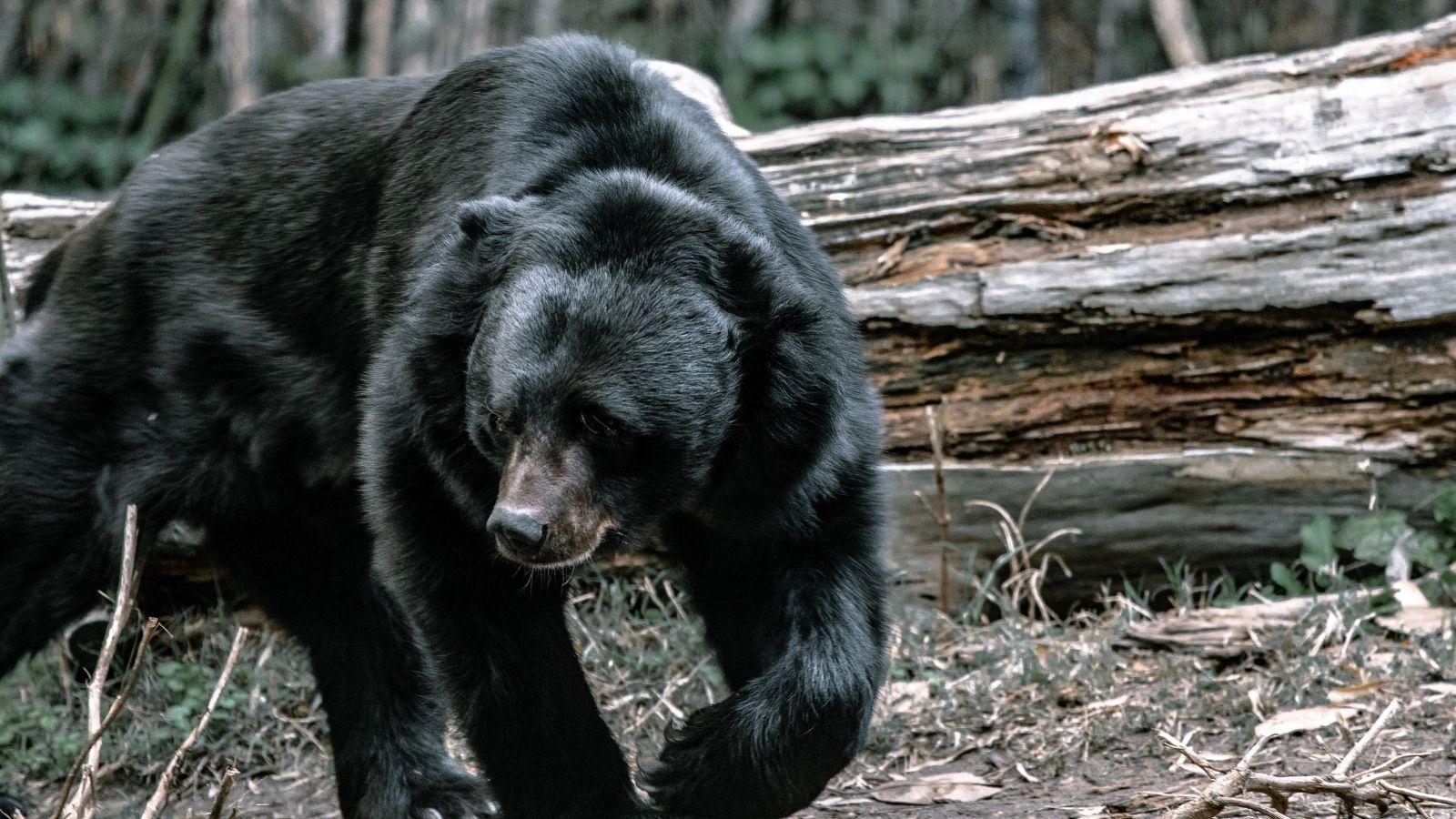 Bayfield County Bear Freed From Jar Stuck on its Head for Days